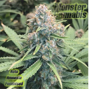 Auto Amnesia Feminised